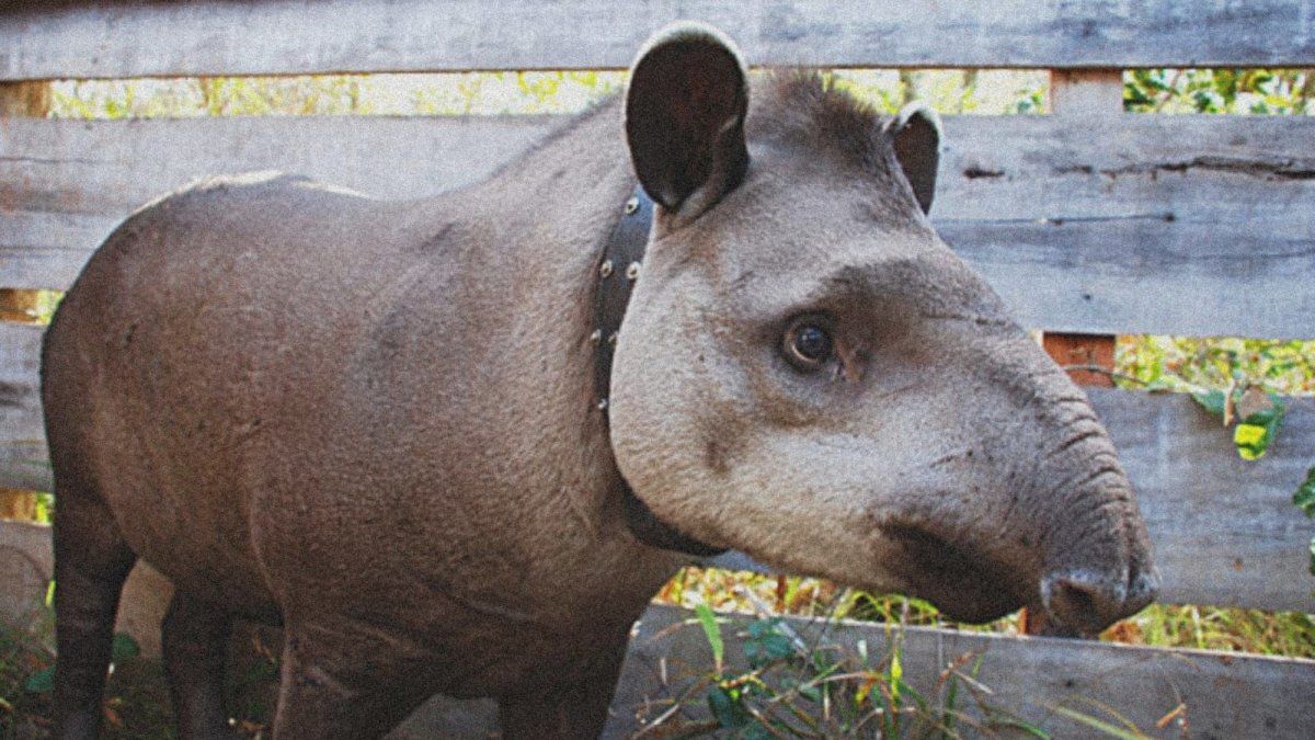 The largest continental mammal reappeared after 100 years and scientists consider it a historical fact