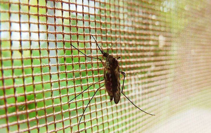 Los mosquiteros se usan en varios hogares con la llegada del verano. Los mosquiteros se usan en varios hogares con la llegada del verano.