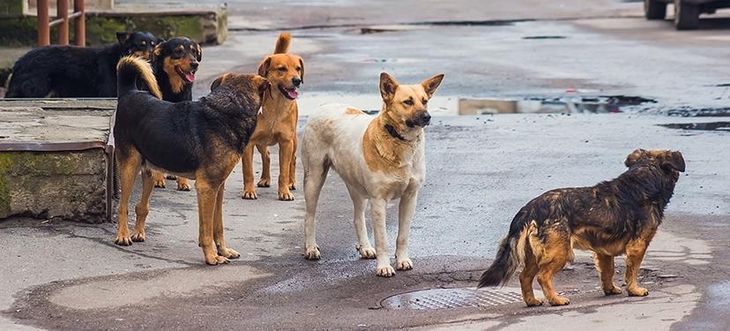 Los vecinos contabilizaron hasta el momento al menos diez mascotas, además de una gran cantidad de aves que aparecieron muertas en las mismas zonas.