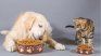 In winter, care for food and protecting pets from cold helps avoid diseases and improves their quality of life. In winter, care for food and protecting pets from cold helps avoid diseases and improves their quality of life.