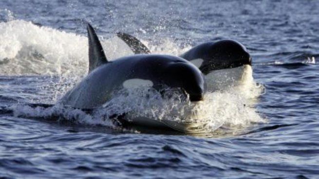 Los ataques de orcas aumentan en la Península Ibérica.&nbsp;