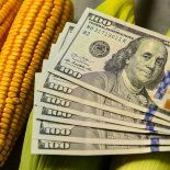 La capacidad del maíz para responder rápidamente a las lluvias, su adaptabilidad a distintos ambientes y la mejora de los márgenes económicos lo convierten en el principal motor de la reactivación agroindustrial. La capacidad del maíz para responder rápidamente a las lluvias, su adaptabilidad a distintos ambientes y la mejora de los márgenes económicos lo convierten en el principal motor de la reactivación agroindustrial.