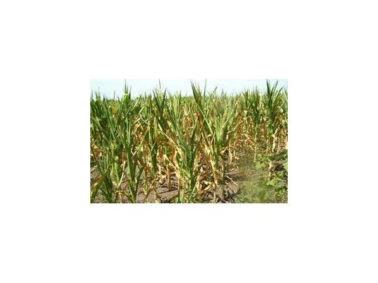 Pronostican producción récord de maíz