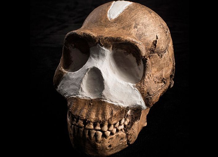 Homo naledi