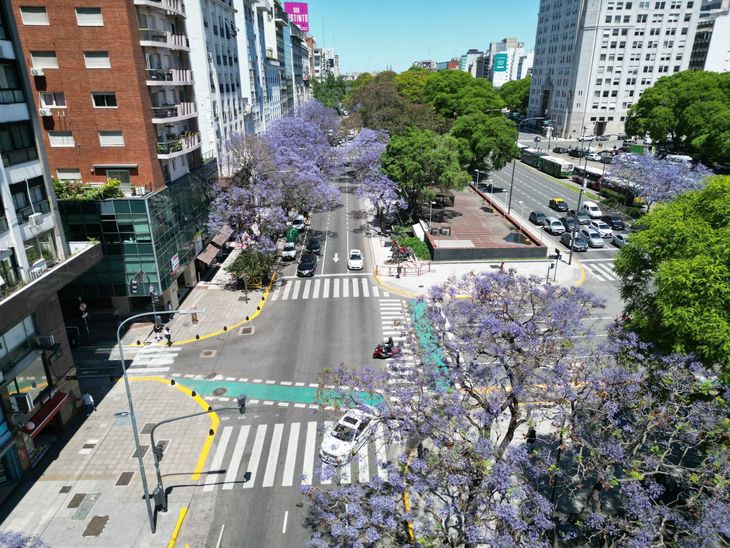 El jacarandá tiene un característico azul violáceo que le da un gran contraste de color a las calles porteñas. El jacarandá tiene un característico azul violáceo que le da un gran contraste de color a las calles porteñas.