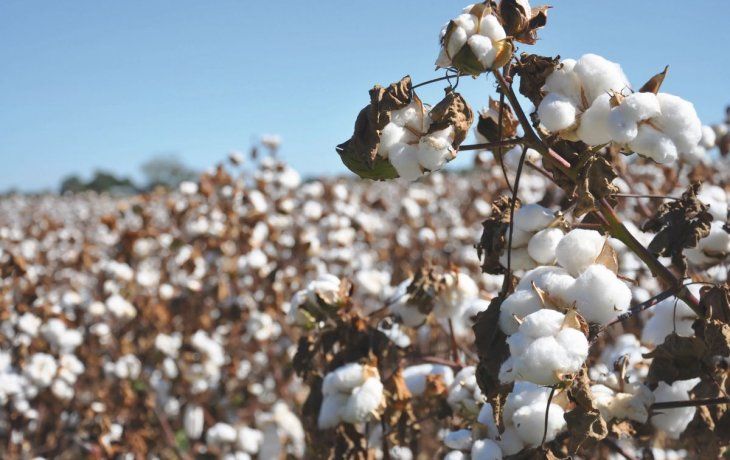 Se anunció formalmente la aprobación comercial del primer evento biotecnológico aplicado al algodón desarrollado por una empresa argentina.