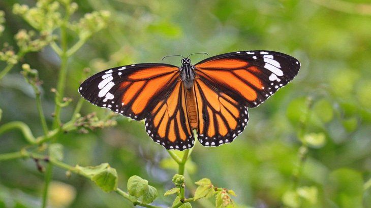 El cambio climático impactó en el patrón de migración.
