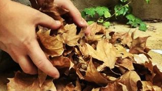 Esta nueva tendencia se trata de aceptar los procesos naturales sin intervenir de más. Esta nueva tendencia se trata de aceptar los procesos naturales sin intervenir de más.