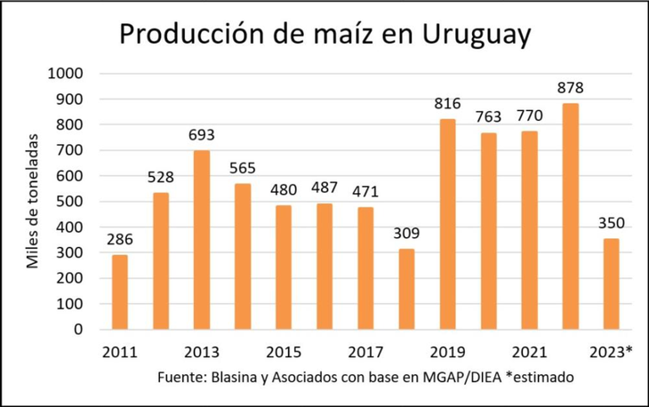 It is estimated that the Uruguayan corn harvest barely reaches 350,000 tons.