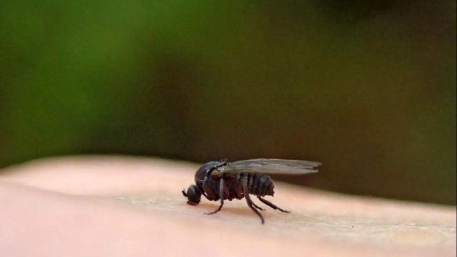 Su ataque consiste en cortar la piel para alimentarse, lo que genera dolor, heridas abiertas y picazón intensa.&nbsp;