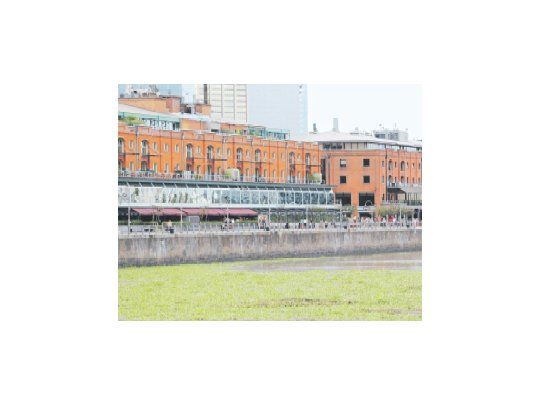 Las aguas de Puerto Madero se cubrieron ayer de camalotes que provienen de  la zona sur de la provincia de Buenos Aires.