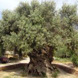 El árbol mas antiguo del mundo tiene 4.000 años de vida y todavía produce aceitunas. El árbol mas antiguo del mundo tiene 4.000 años de vida y todavía produce aceitunas.