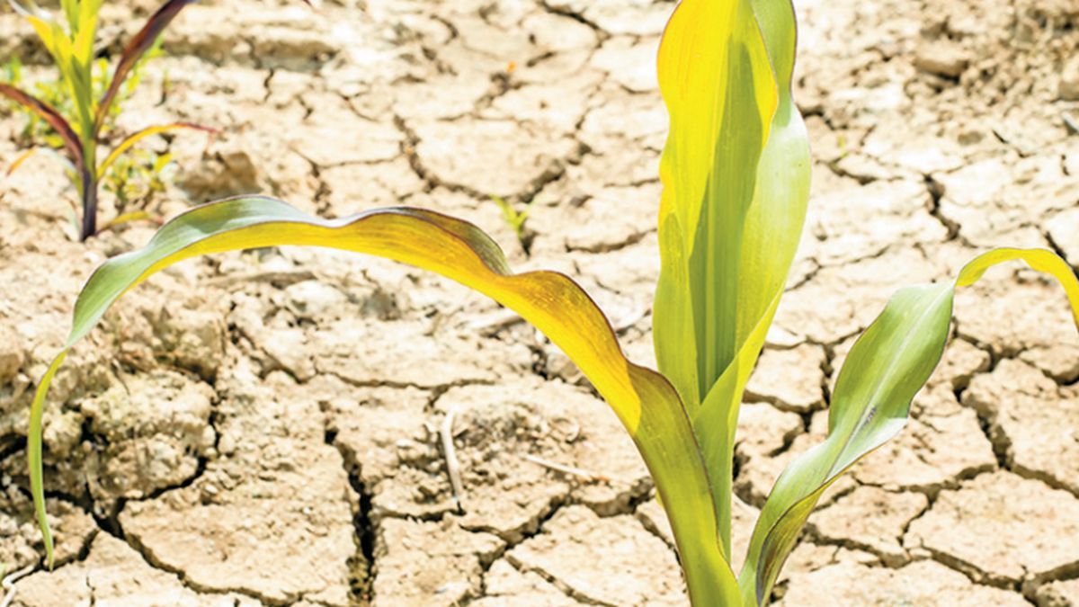 Due to the drought, more than US,000 million will be lost, according to the Córdoba Stock Exchange