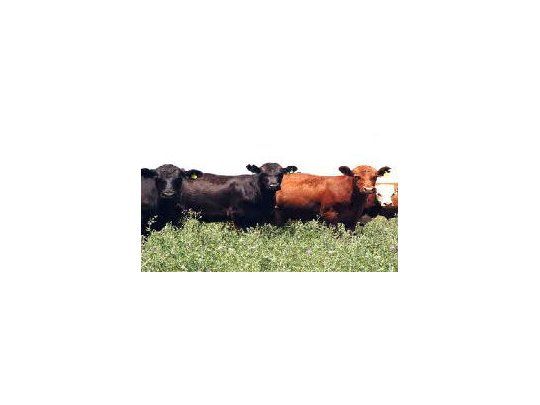 Hacienda cerró con mayoría de subas