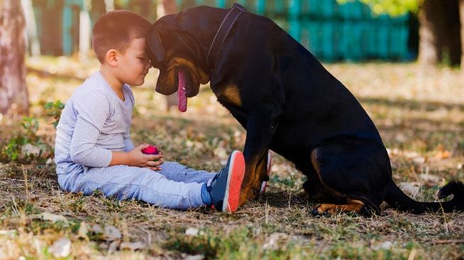 Estas son las 10 mejores razas de perro para tener en una casa con niños, según los expertos