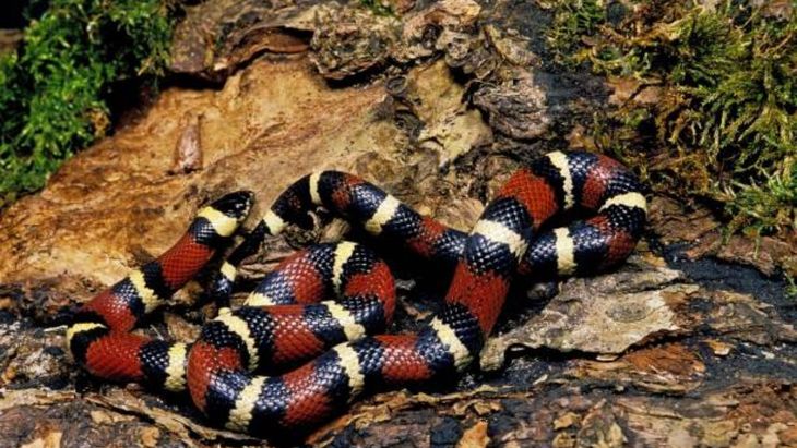La serpiente coral es una de las especies más venenosas del país. La serpiente coral es una de las especies más venenosas del país.