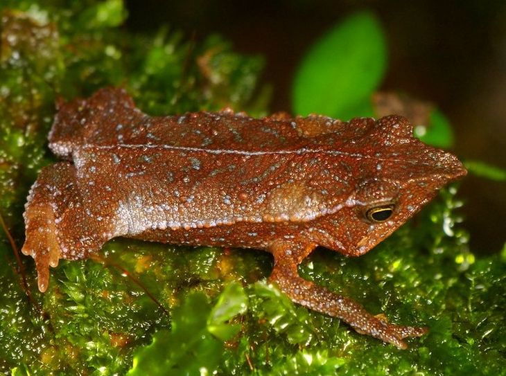 El sapo de Los Simpson fue nombrado así por su parecido con el personaje Sr Burns. El sapo de Los Simpson fue nombrado así por su parecido con el personaje Sr Burns.