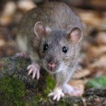 El hantavirus se contrae principalmente al inhalar partículas de orina, saliva o heces de roedores que quedan suspendidas en el aire al ser removidas. El hantavirus se contrae principalmente al inhalar partículas de orina, saliva o heces de roedores que quedan suspendidas en el aire al ser removidas.