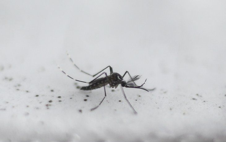 Advierten que aumenta el riesgo de contraer dengue