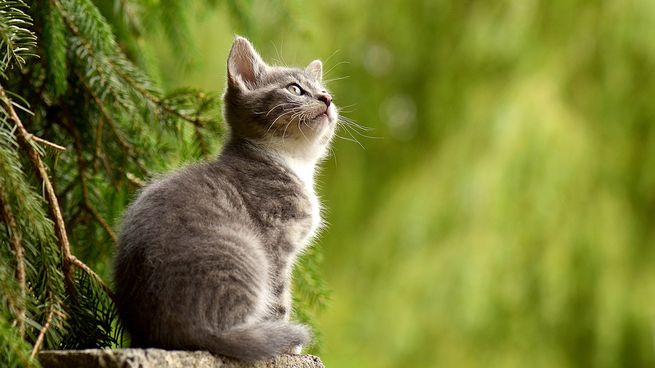 ¿Por qué no se pierden los gatos cuando salen a pasear?