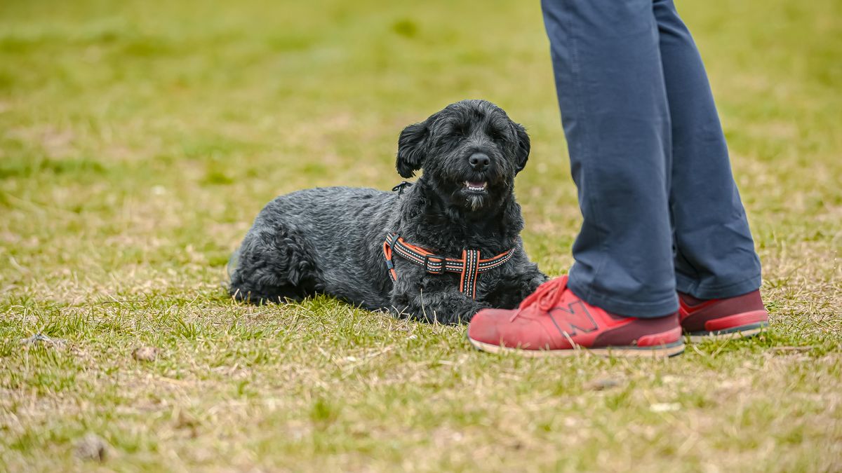 What is the mega-million dollar invention that occurred thanks to a man’s walk with his dog?