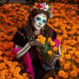 La flor es considerada una conexión entre vivos y muertos para las celebraciones del 1 y 2 de noviembre. La flor es considerada una conexión entre vivos y muertos para las celebraciones del 1 y 2 de noviembre.