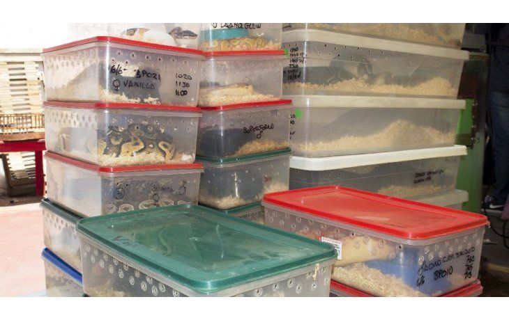 Los animales eran 219, incluyendo especies exóticas de serpientes.