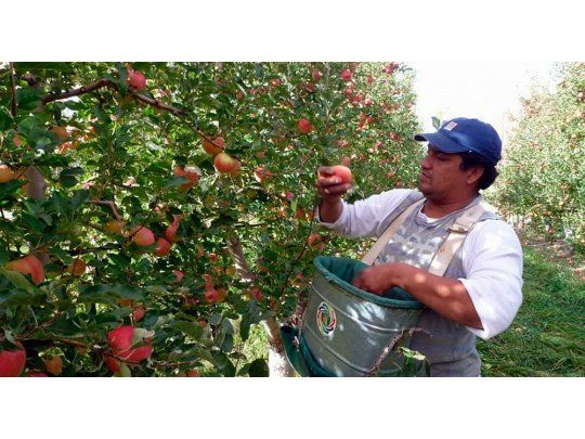 Productores regalarán peras y manzanas el martes en Plaza de Mayo