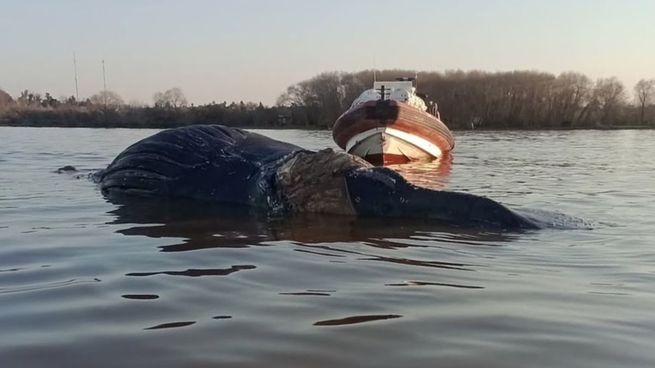 ballena muerta zarate