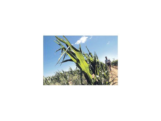 El subsecretario de Agricultura, Oscar Solís, tuvo que revisar la estimación de cosecha del maíz tras la falta de lluvias y aseguró que estaría cerca de los 20 millones de toneladas.