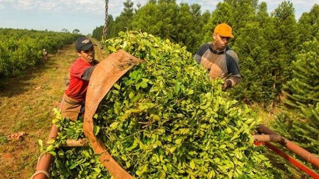 Trabajadores rurales realizan la cosecha de hoja verde de yerba mate, una actividad clave para la producción en el noreste argentino