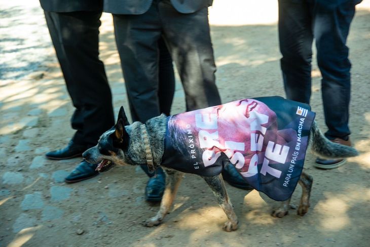 Los perros de los candidatos también fueron protagonistas del balotaje 2024. Los perros de los candidatos también fueron protagonistas del balotaje 2024.