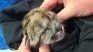 Una puma embarazada fue atropellada y el conductor huyó: sobrevivió uno de sus cachorros
