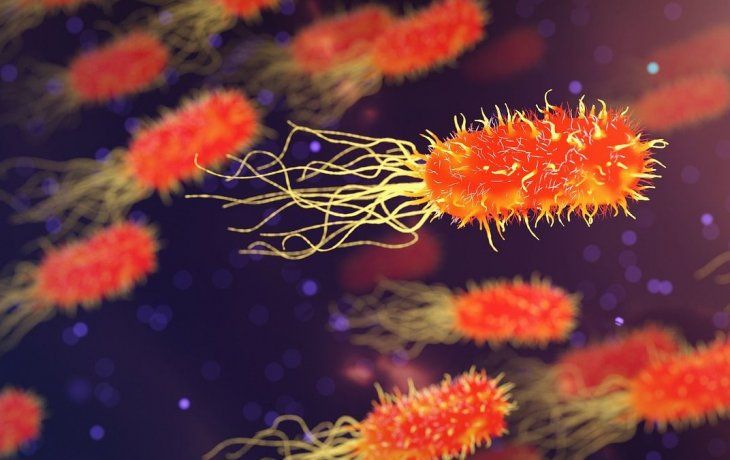 Se reveló que las bacterias intestinales se comunican directamente con las neuronas.
