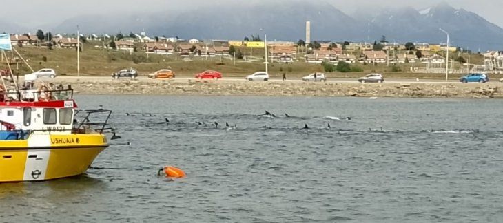 Ushuaia amaneció con decenas de toninas varadas en la bahía