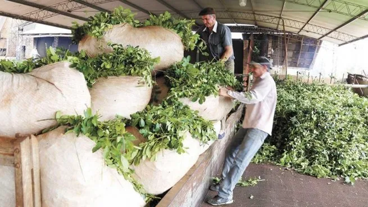 For producers in Misiones, it is the worst harvest in 22 years