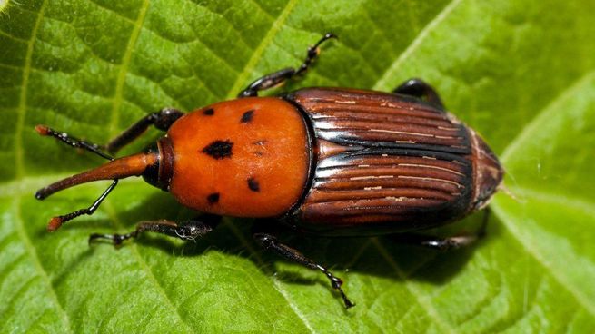 La emergencia fitosanitaria alcanza exclusivamente a la isla Martín García, jurisdicción del partido de La Plata.