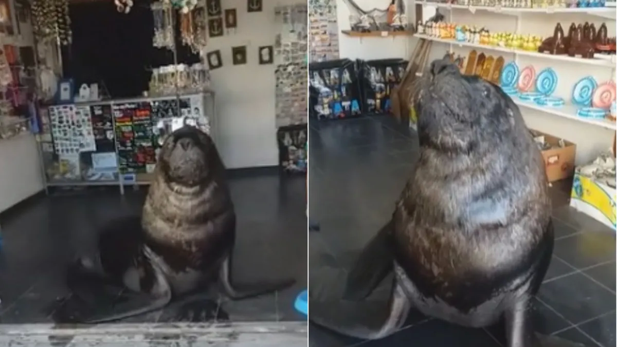 Mar del Plata: sorpresa y risas por lobo marino que se metió en un comercio y se hizo viral
