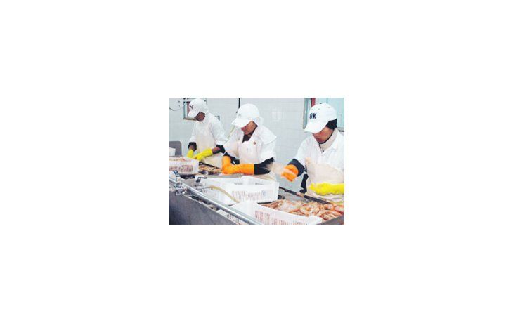 Las ventas de langostino y calamar mejoran al ritmo del avance de los precios en los mercados de Asia.
