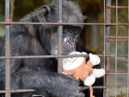 Judy-Chimpancé-e1629056213317.jpeg
