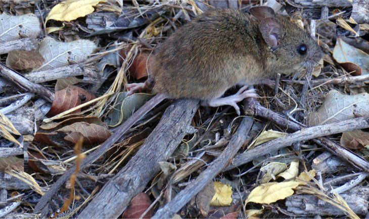 El hantavirus es una enfermedad viral aguda grave, que no tiene vacuna y es transmitida al ser humano por el ratón rural, a través de su saliva, heces y orina. El hantavirus es una enfermedad viral aguda grave, que no tiene vacuna y es transmitida al ser humano por el ratón rural, a través de su saliva, heces y orina.