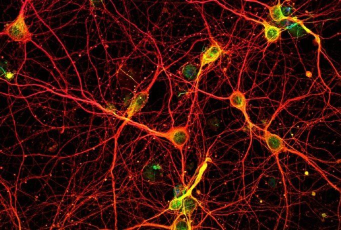 Un estudio demostró que las bacterias presentes en el intestino establecen una comunicación directa con las neuronas.