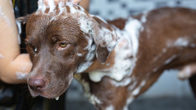 Un listado con seis consejos sobre como cuidar el pelaje de tu perro.&nbsp;
