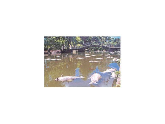 Más de un centenar de peces aparecieron flotando ayer en el lago de Palermo. La ola de calor hizo que los grandes peces no tuvieran el óxigeno necesario por la alta temperatura del agua.