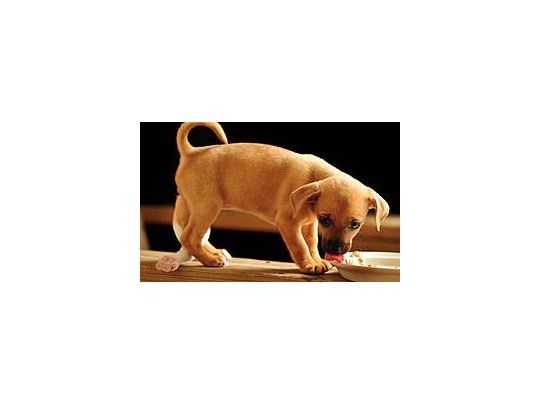 Lilly, objeto de disputas con sus cinco patas
