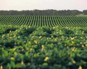 El complejo sojero seguiría liderando el ingreso de divisas, con más de u$s19.500 millones. El complejo sojero seguiría liderando el ingreso de divisas, con más de u$s19.500 millones.