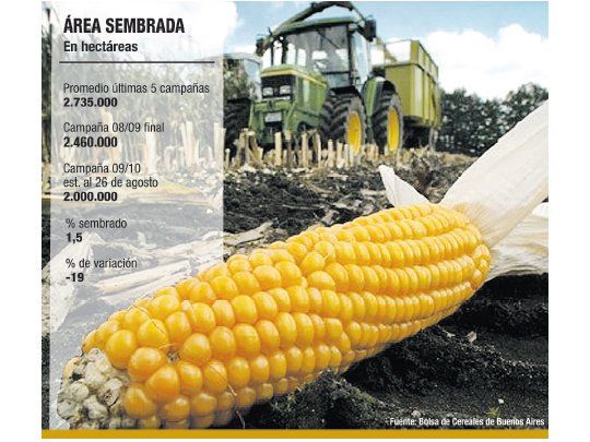 Prevén caída del 20% en la campaña de maíz