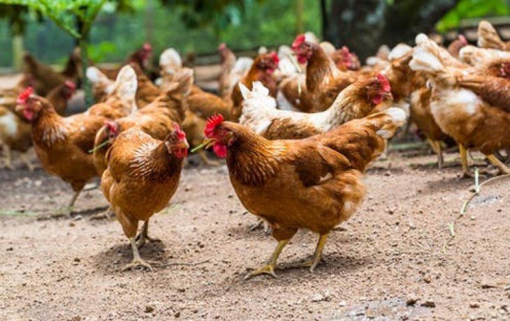 Sinergia Animal lanzó su reporte de seguimiento a 60 empresas de la industria alimentaria.
