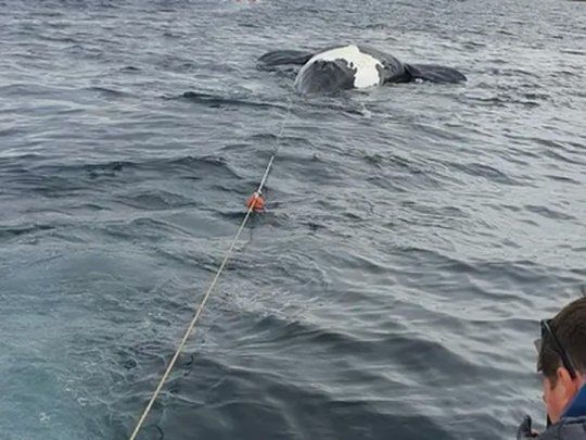 ballenas-muertas-3webp.webp