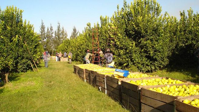 La mitad de la producción de limones de Tucumán tiene como destino a EEUU.